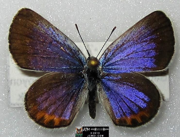 Plebejus emigdionis (San Emigdio Blue Butterfly) image